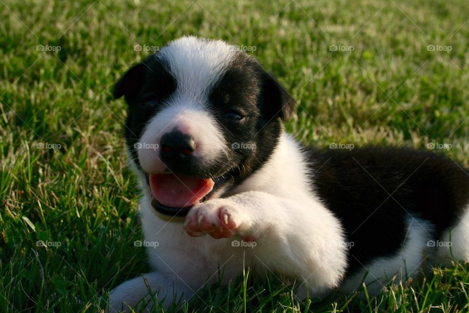 High Five. Our puppy surprise at almost one month. 