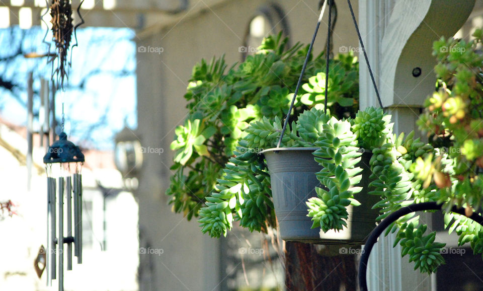 Close-up of a houseplant hanging