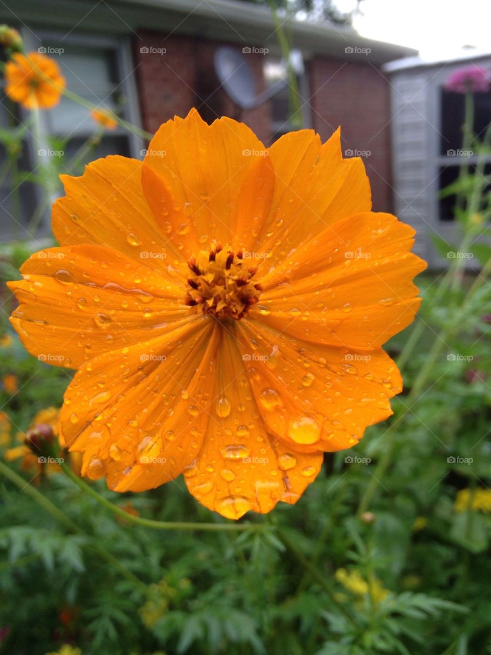 Garden Flowers