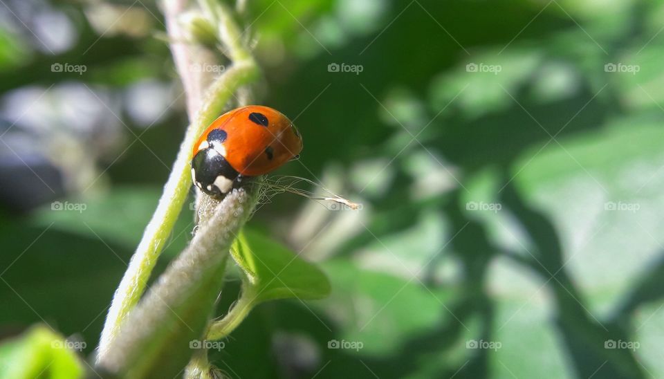 Ladybug on the grass
