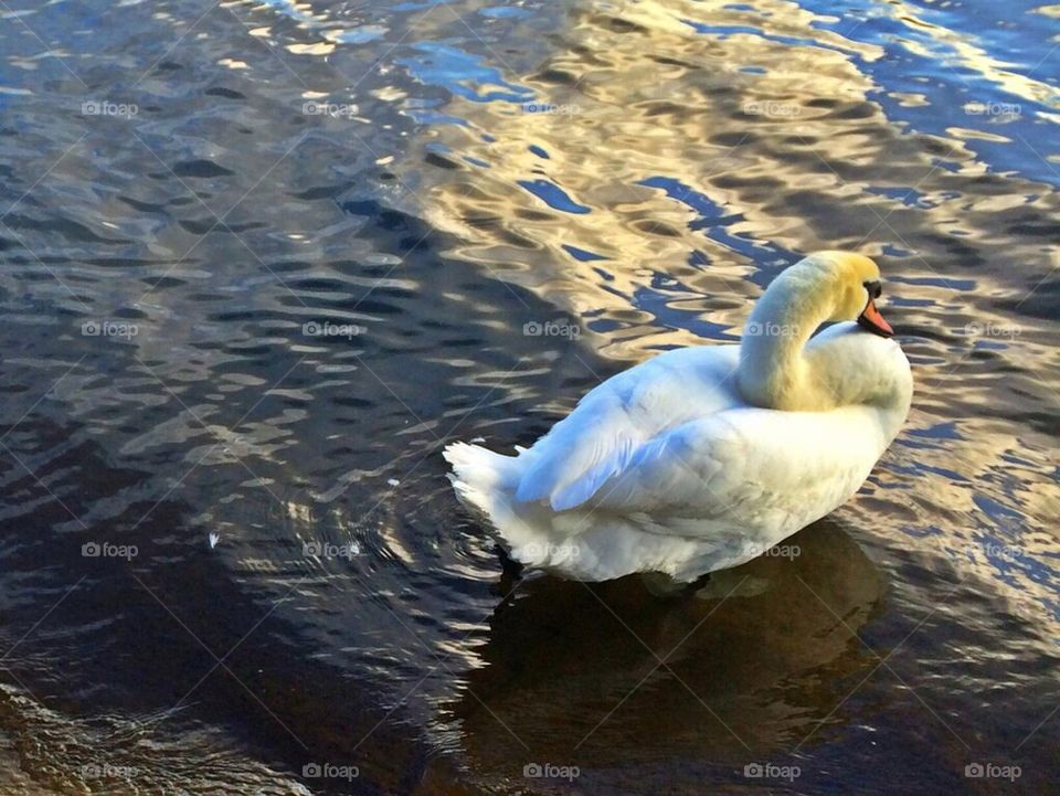 Swan