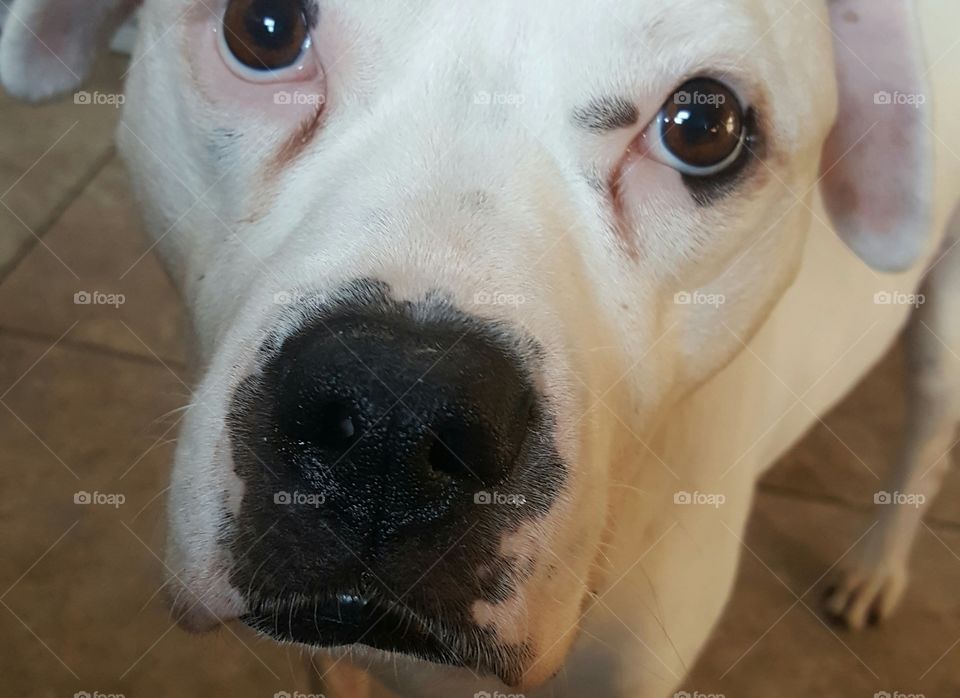 dog nose: meet Killian,  the American bulldog!
