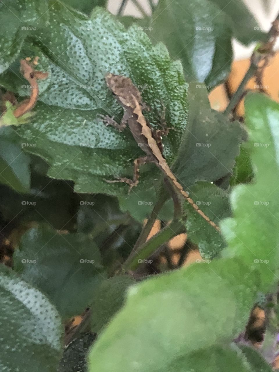 Garden Gecko