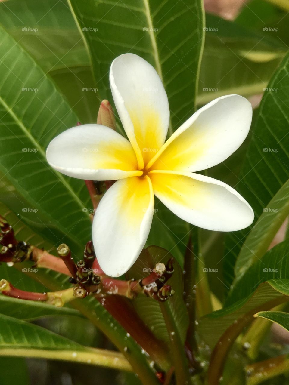 Frangipani blossom flower closeup white and yellow 