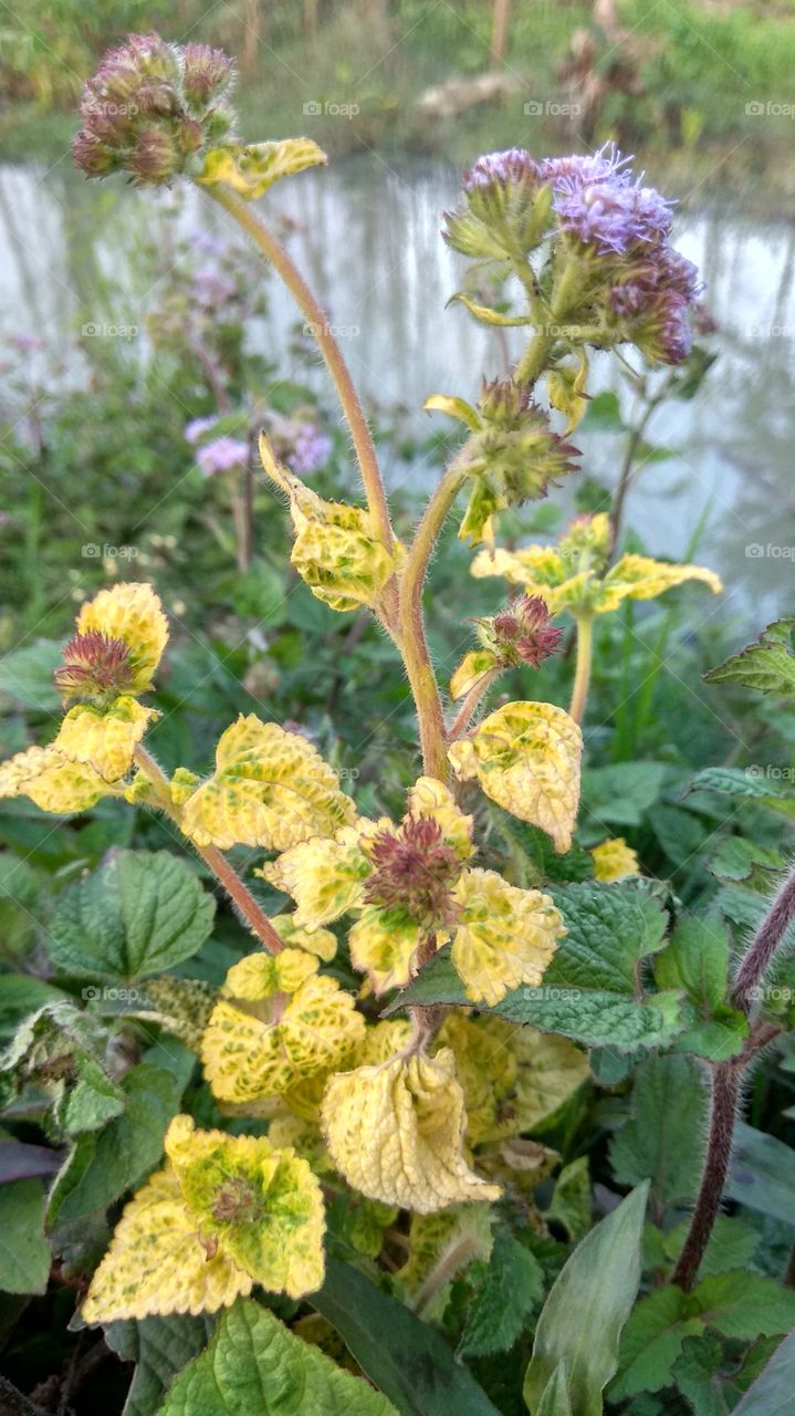 love to nature color