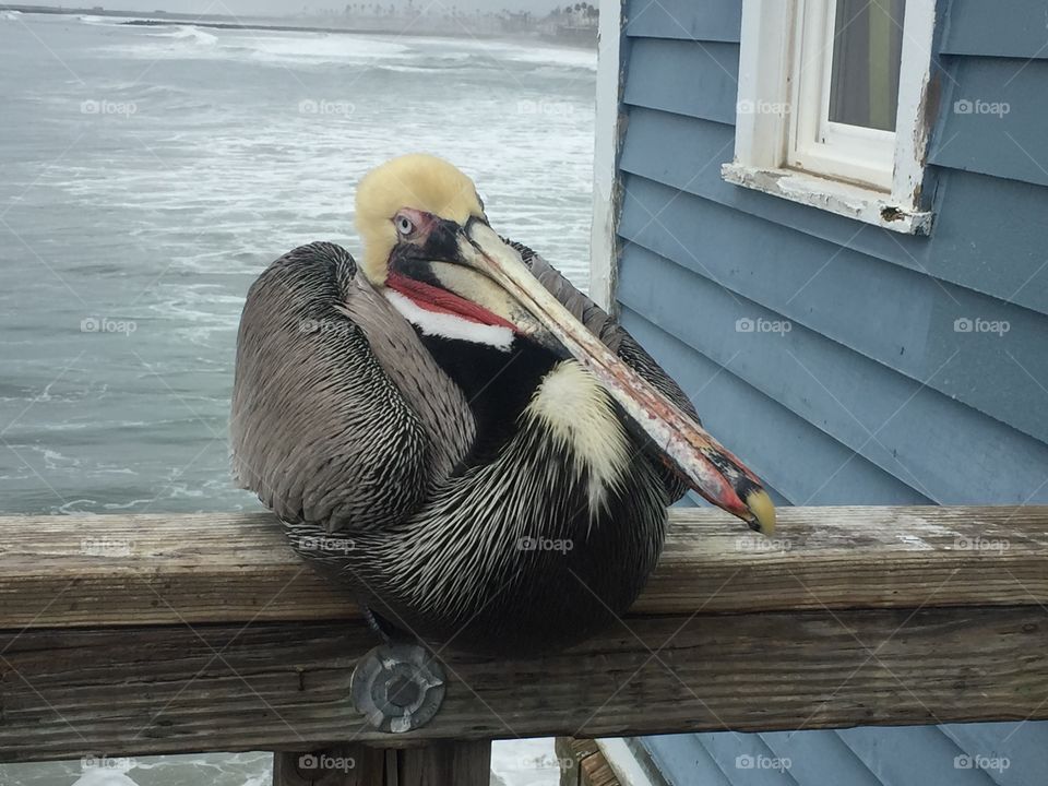 Oceanside Pelican