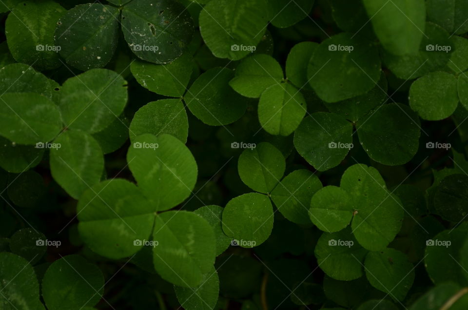 Clover