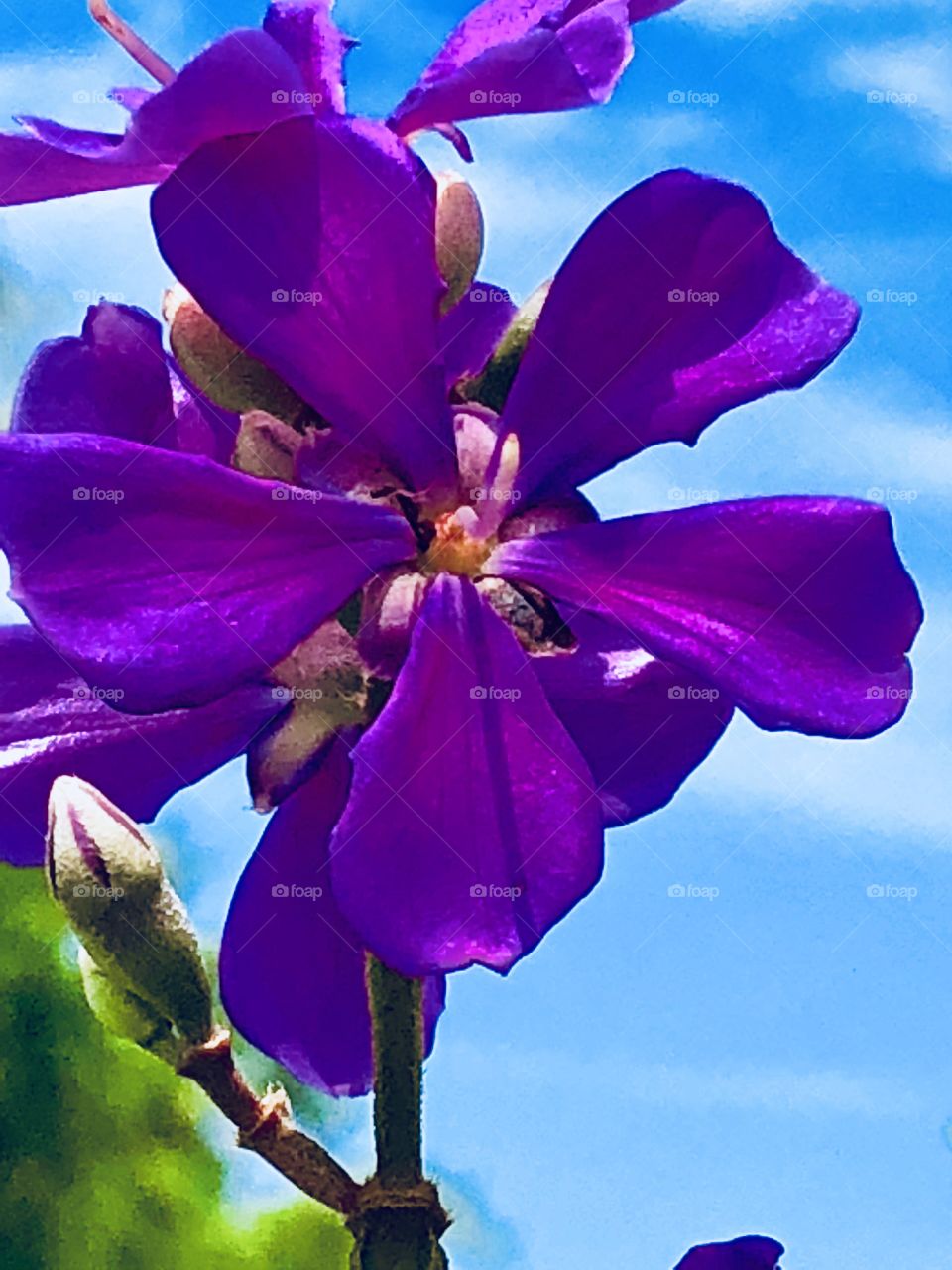 Beautiful purple flowers blooming 