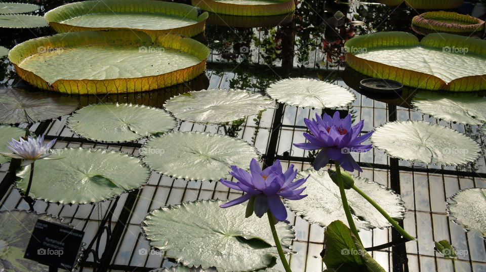 flower pond perennial floating plant water lettuce by angeljack