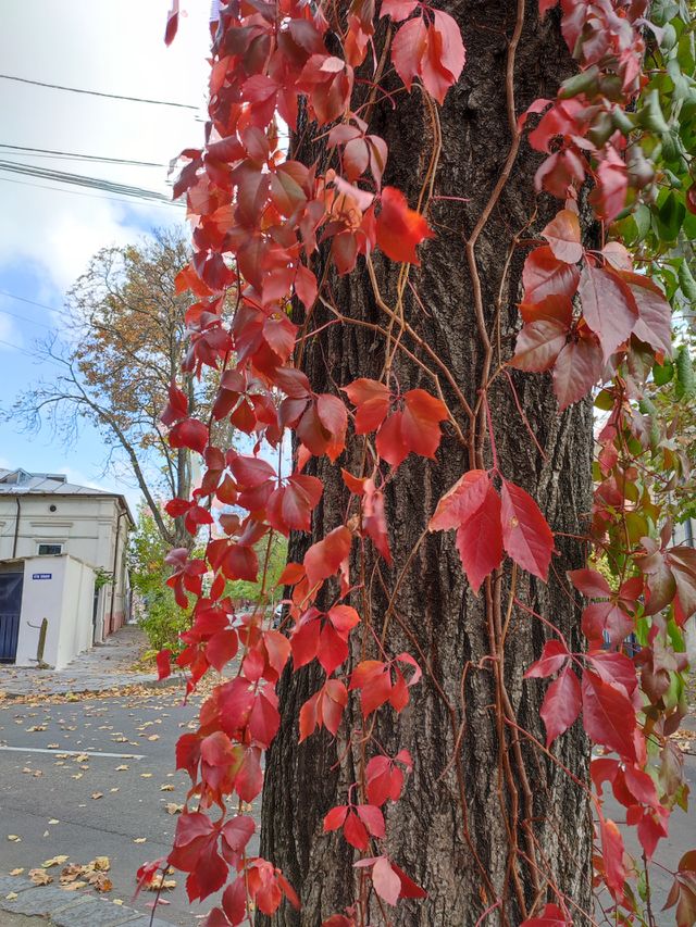 Autumn red Boston Ivy leaves.