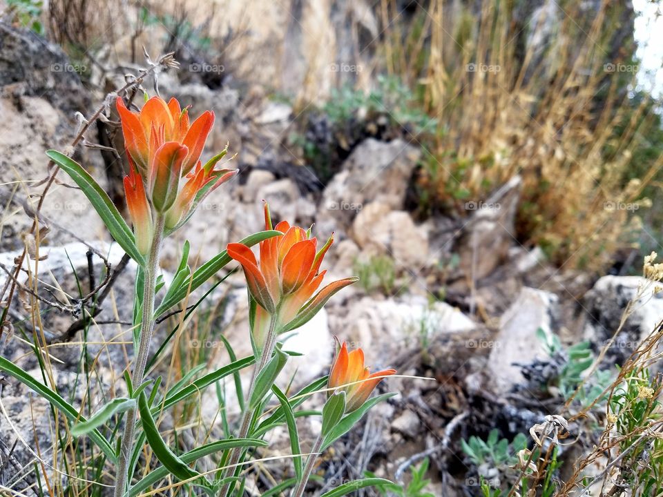 Desert Paintbrush