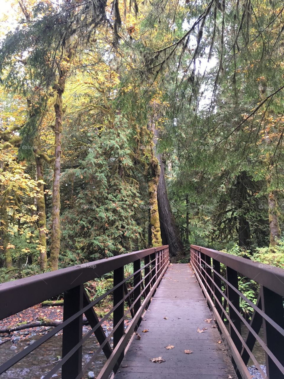 Hiking bridge 