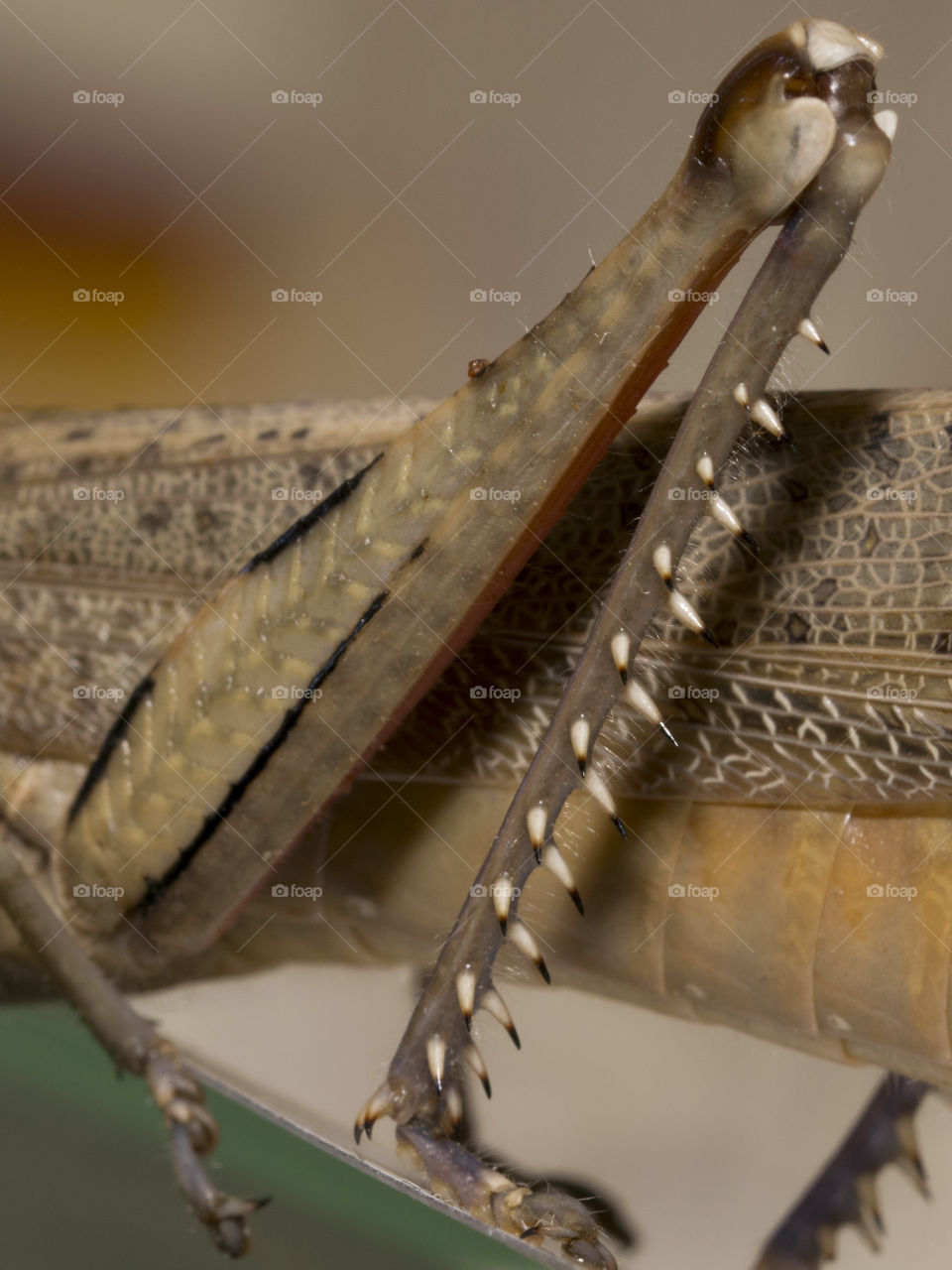 Detail of the rear leg of a locust