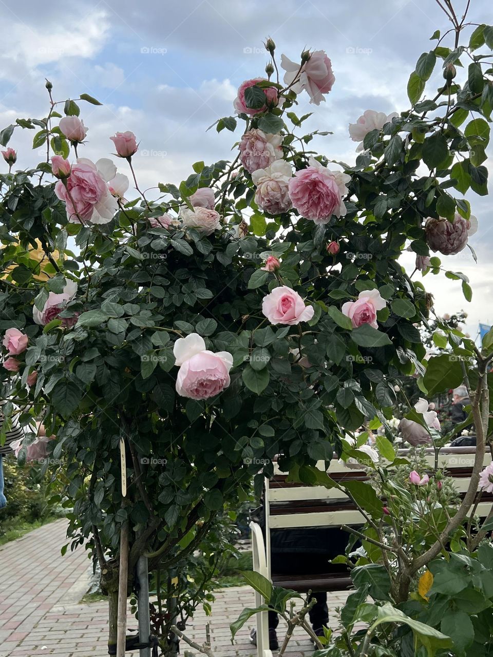 Many roses in Yuanshan Flower Expo Park Taipei