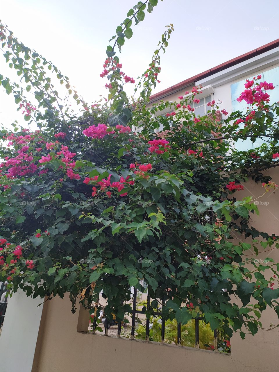 Last traces of beauty of the season before the advent of autumn