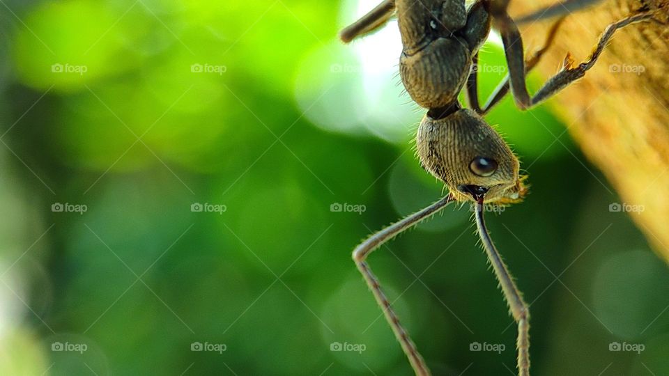 Ant walk on a beautiful morning, pleasant day, beautiful day, happy morning, Good morning