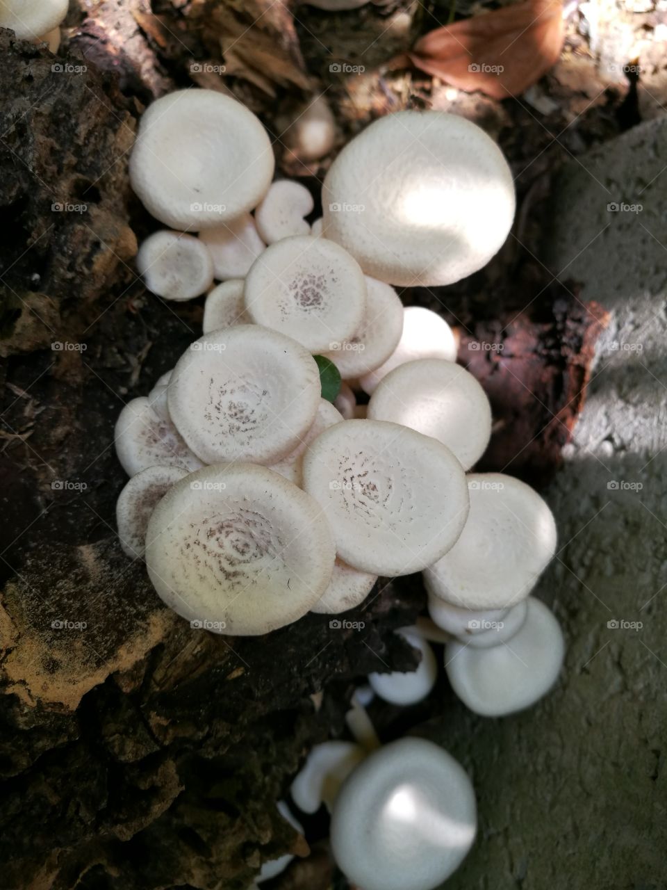 Closeup of white mushrooms on the rotten tree stump.
