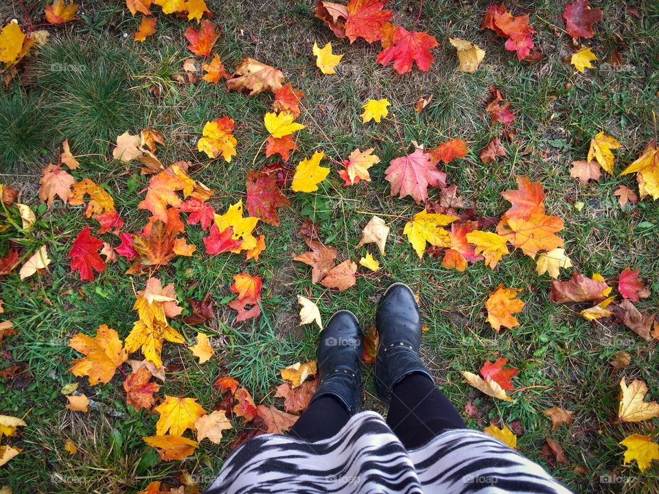 Colorful leaves