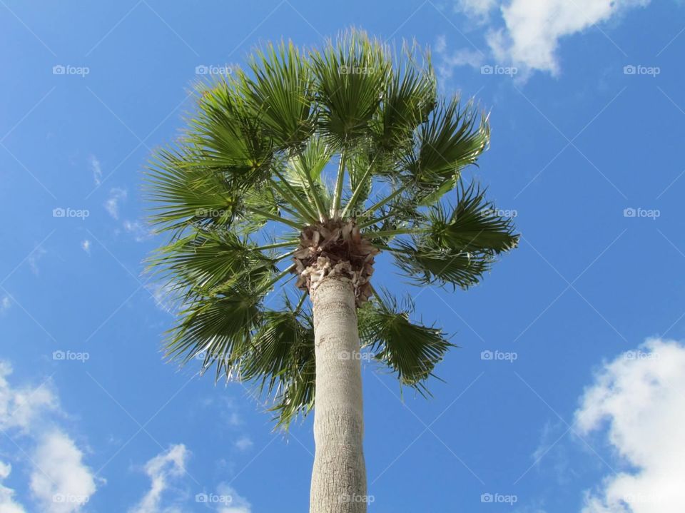 Palm tree