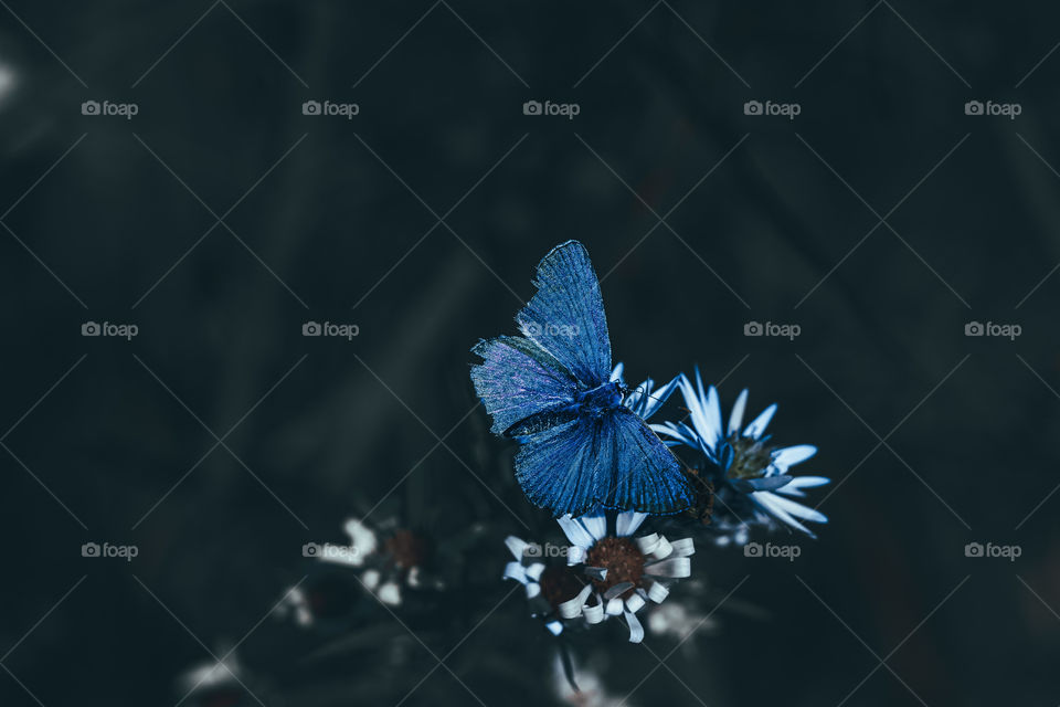 blue butterfly 