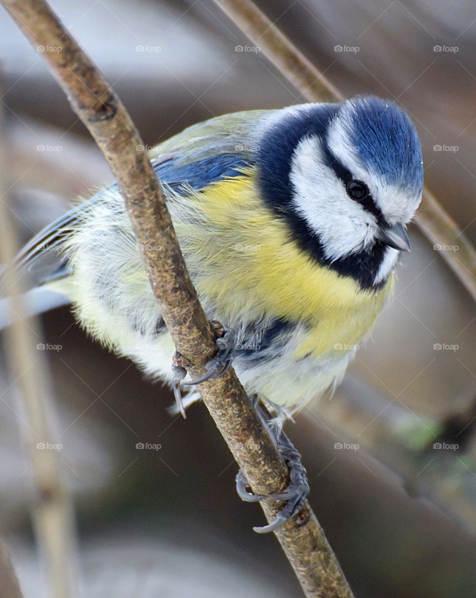 Blue tit on twig