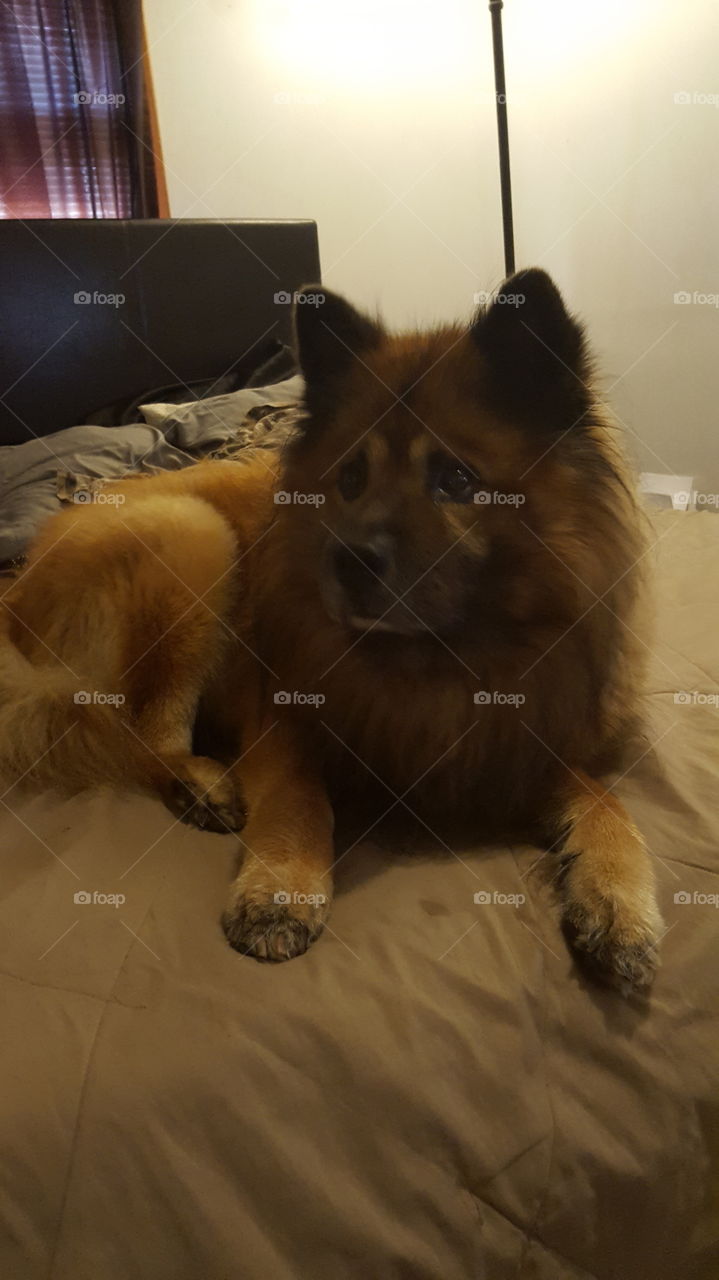 Dog, Canine, Mammal, Pet, Portrait