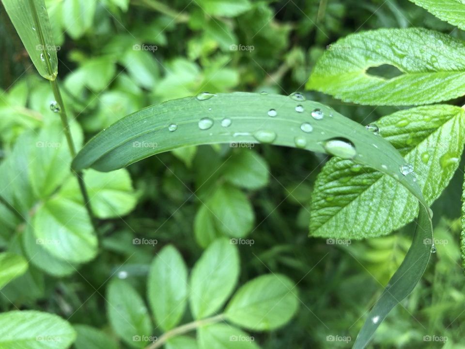 Green Grass with Rain Drops on it | HD Nature photography for Forest and Nature Lovers