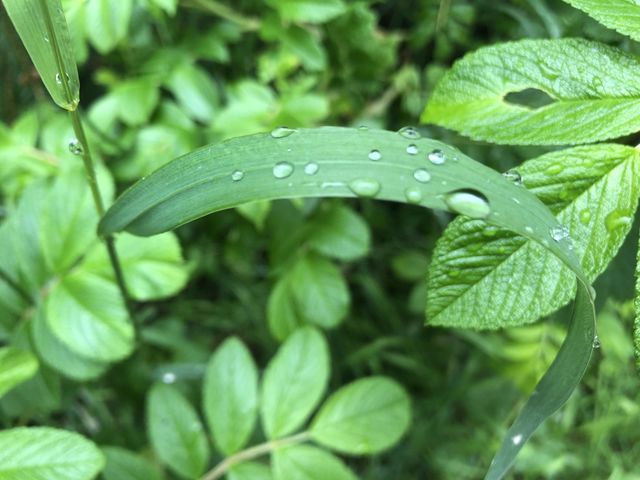 Green Grass with Rain Drops on it | HD Nature photography for Forest and Nature Lovers
