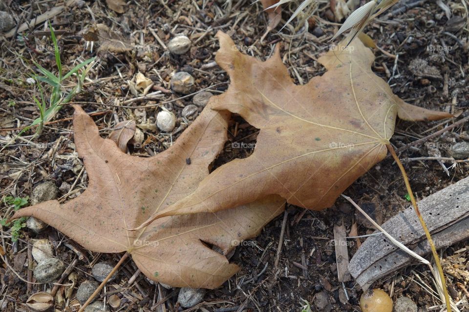 Couple Leaves