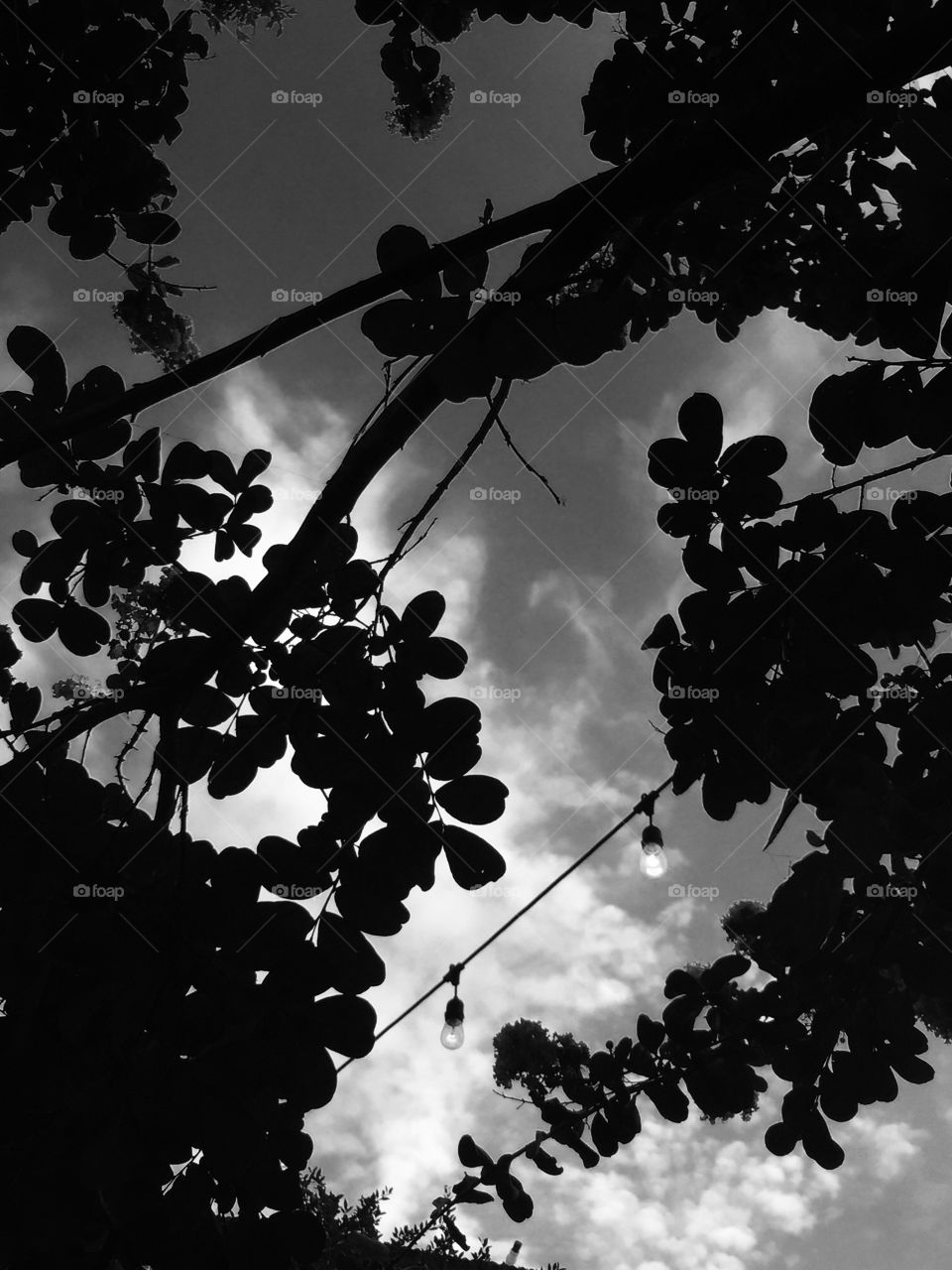 Out shot looking up through trees at sky black and white evening 