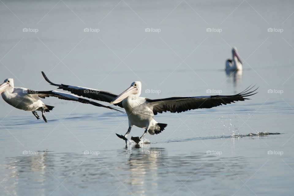 Pelican landing