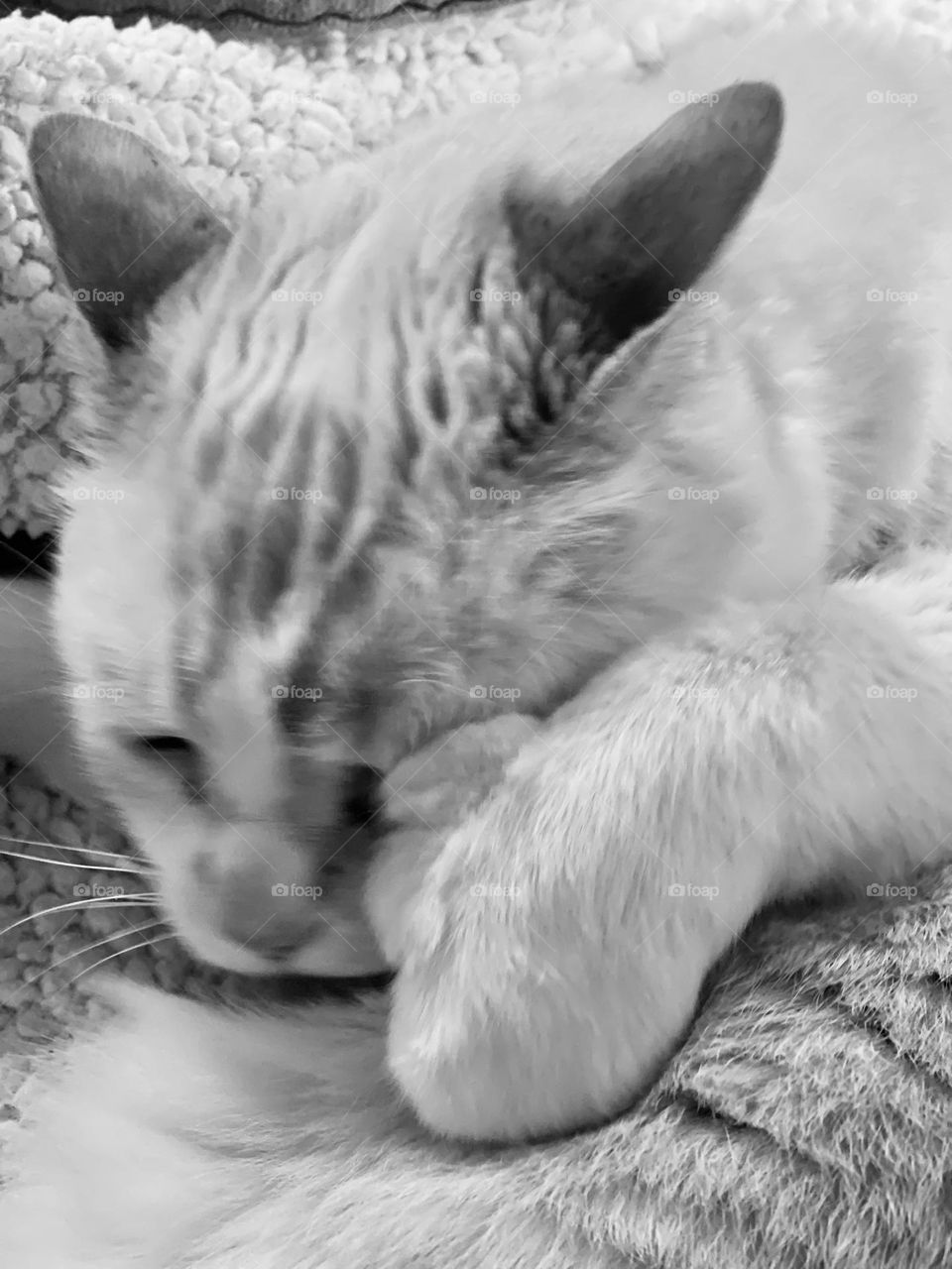 My Cat Yuki taking a afternoon nap on his favorite blanket in the middle of the day. 