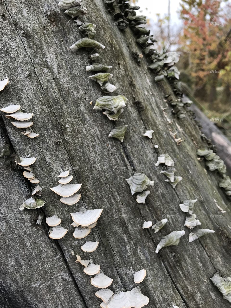 Tree trunk with growth