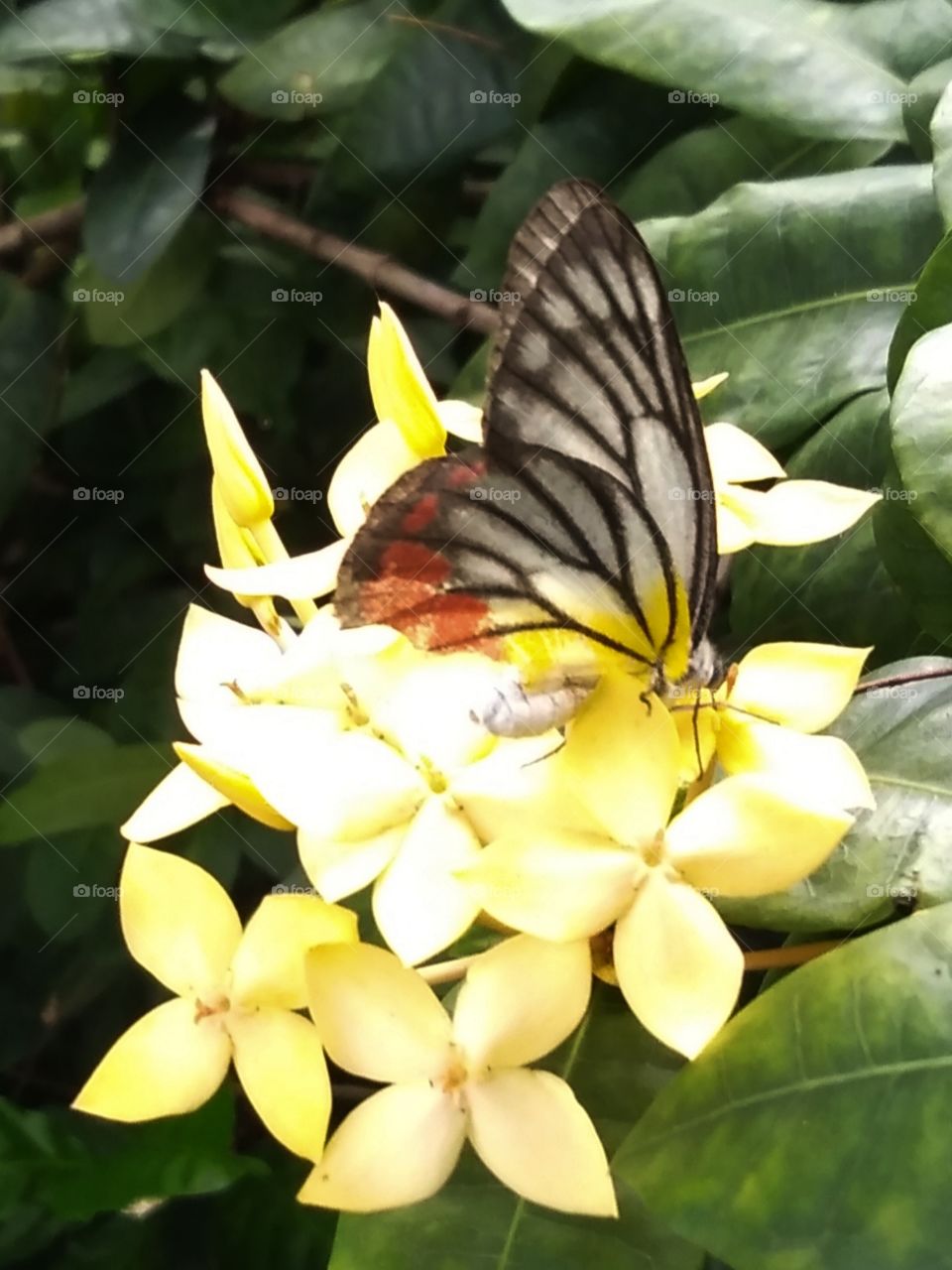 Butterfly on the flowers.