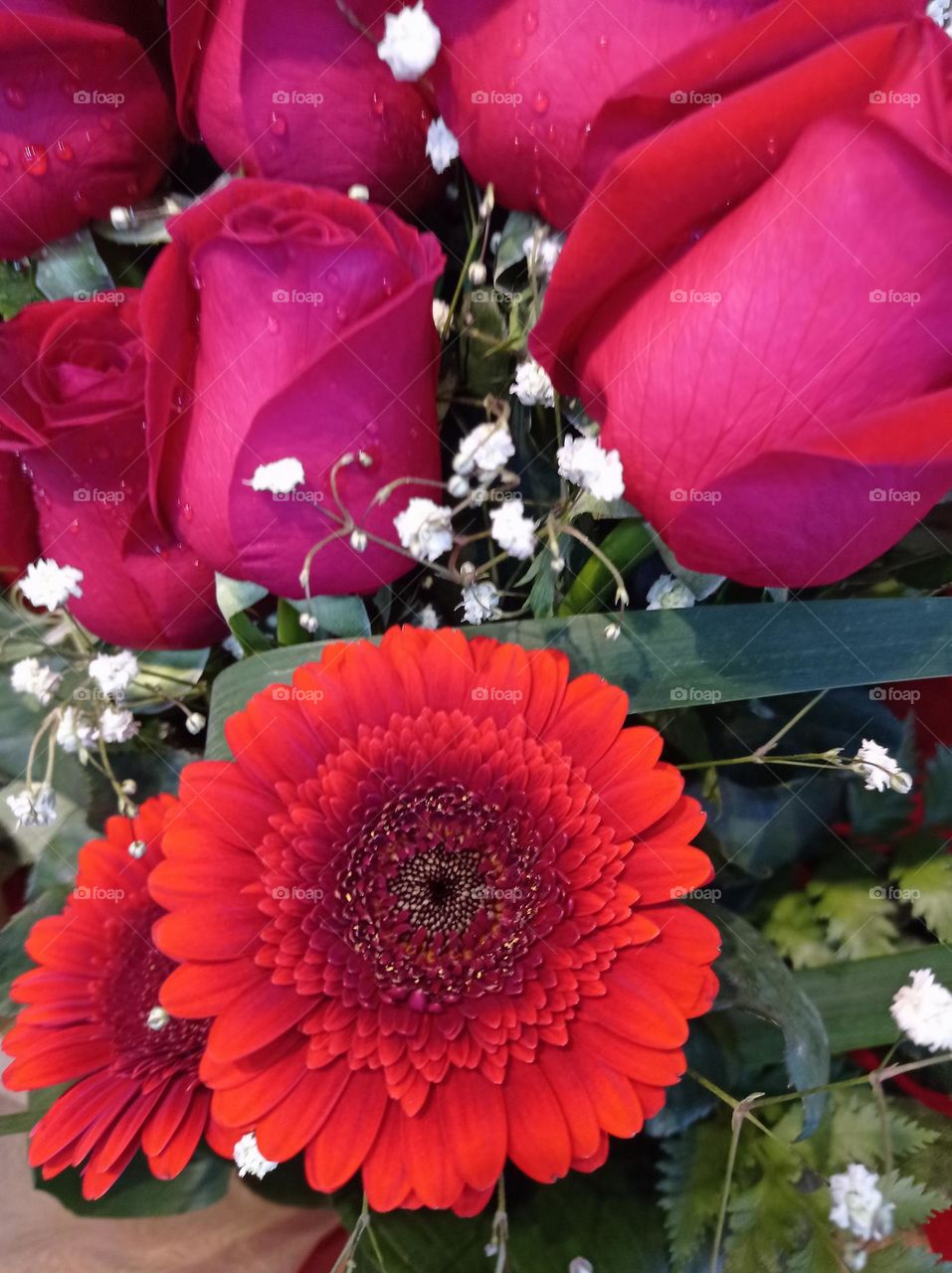 a beautiful coral Gerbera / una linda Gerbera color coral