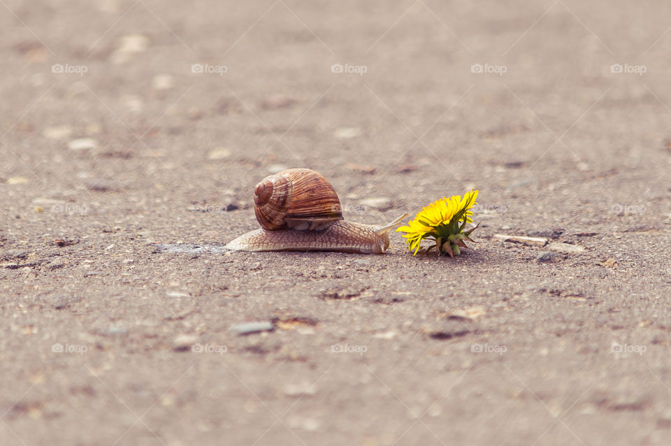 A snail and a  flower