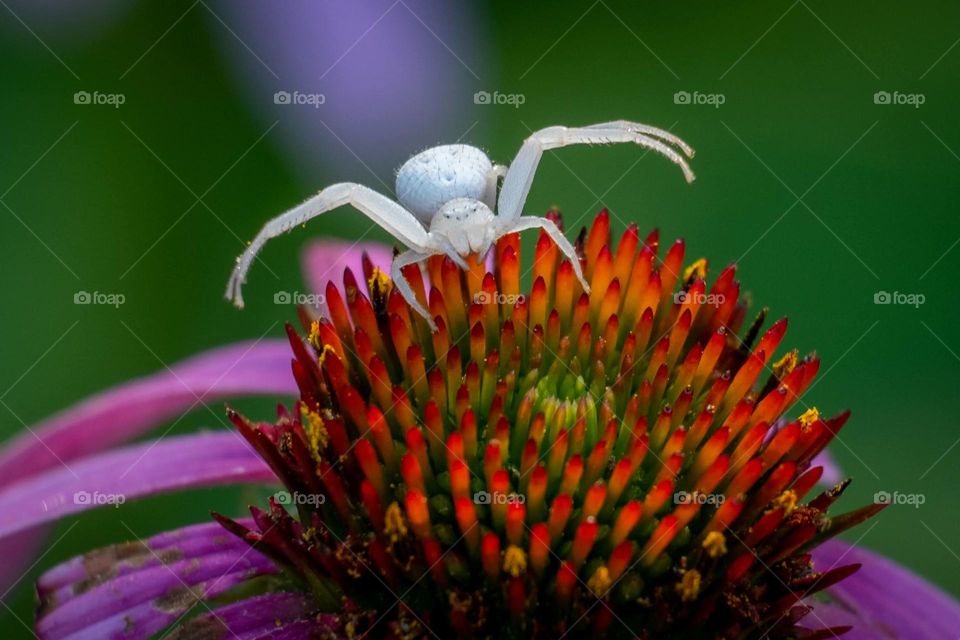 A goldenrod crab spider is in the ready for anything position atop her coneflower. Raleigh, North Carolina. 