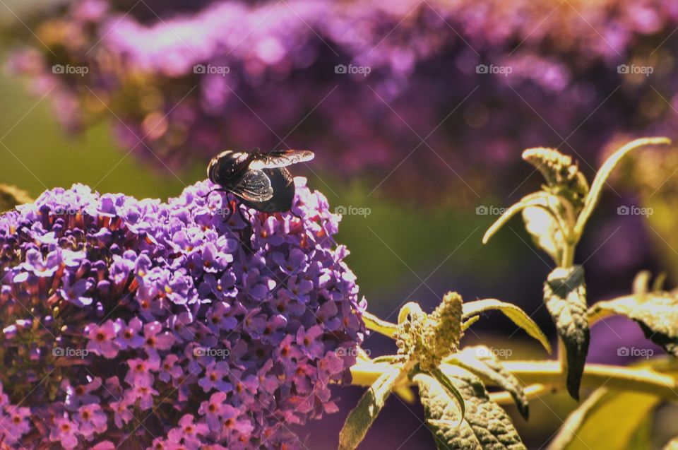 Flower, Nature, No Person, Flora, Garden
