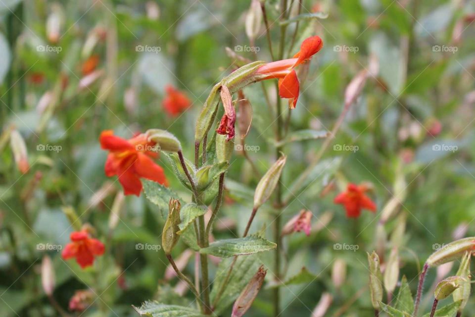 Flower Power. Flowers blooming in the bottom of the grand canyon