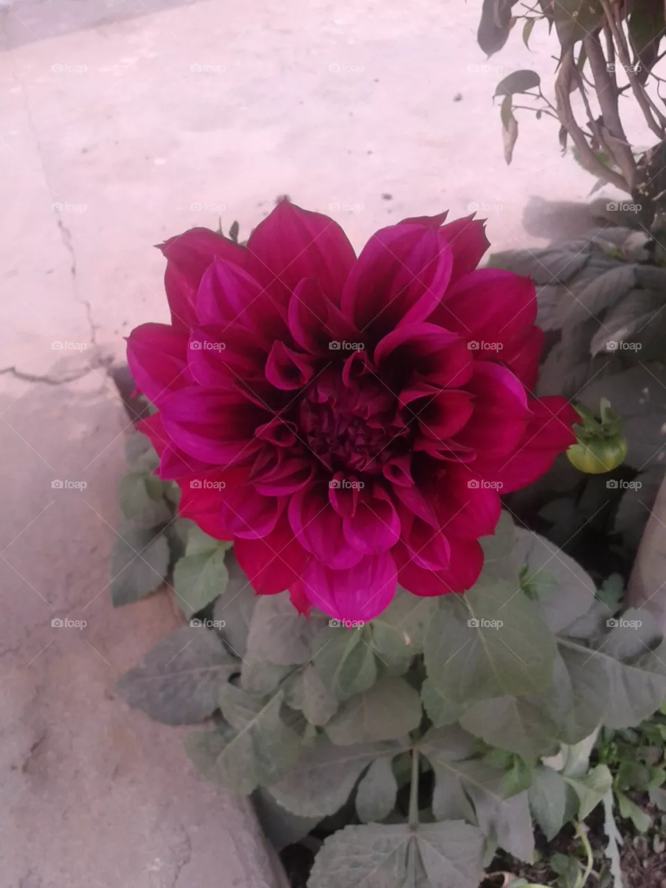 flower