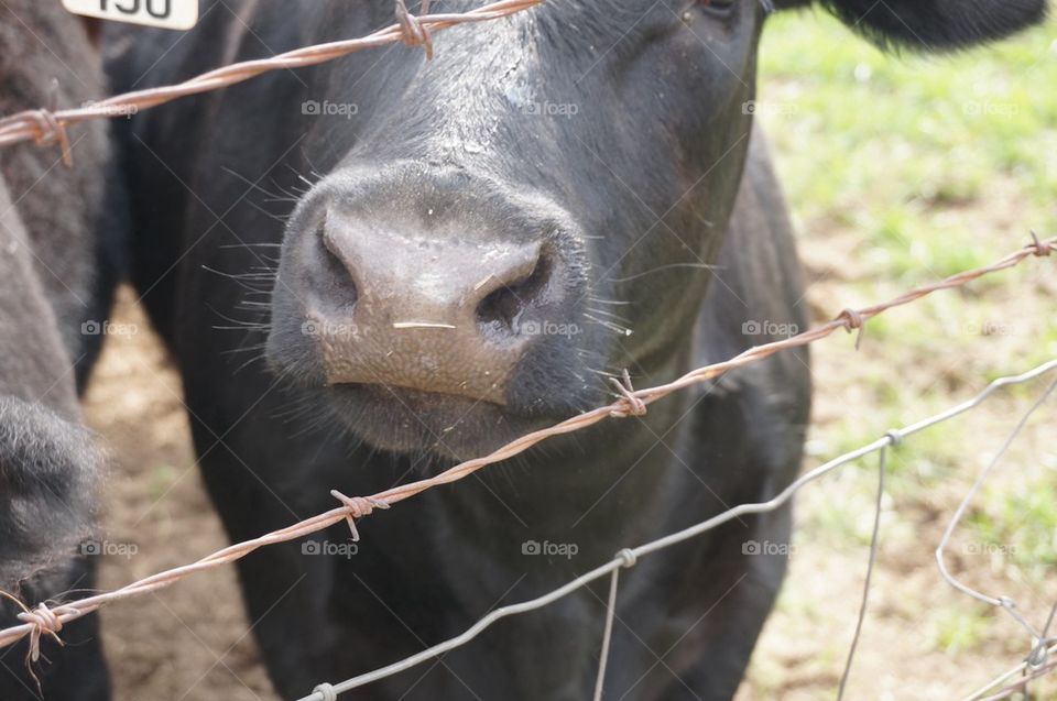 Cow interested in my camera