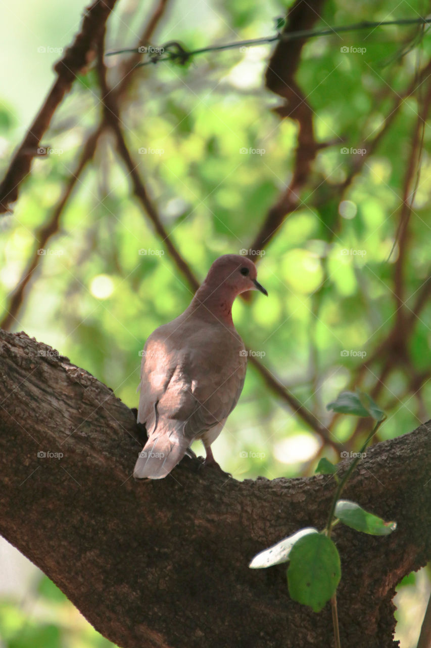 Laughing dove
Laughing dove on a tree