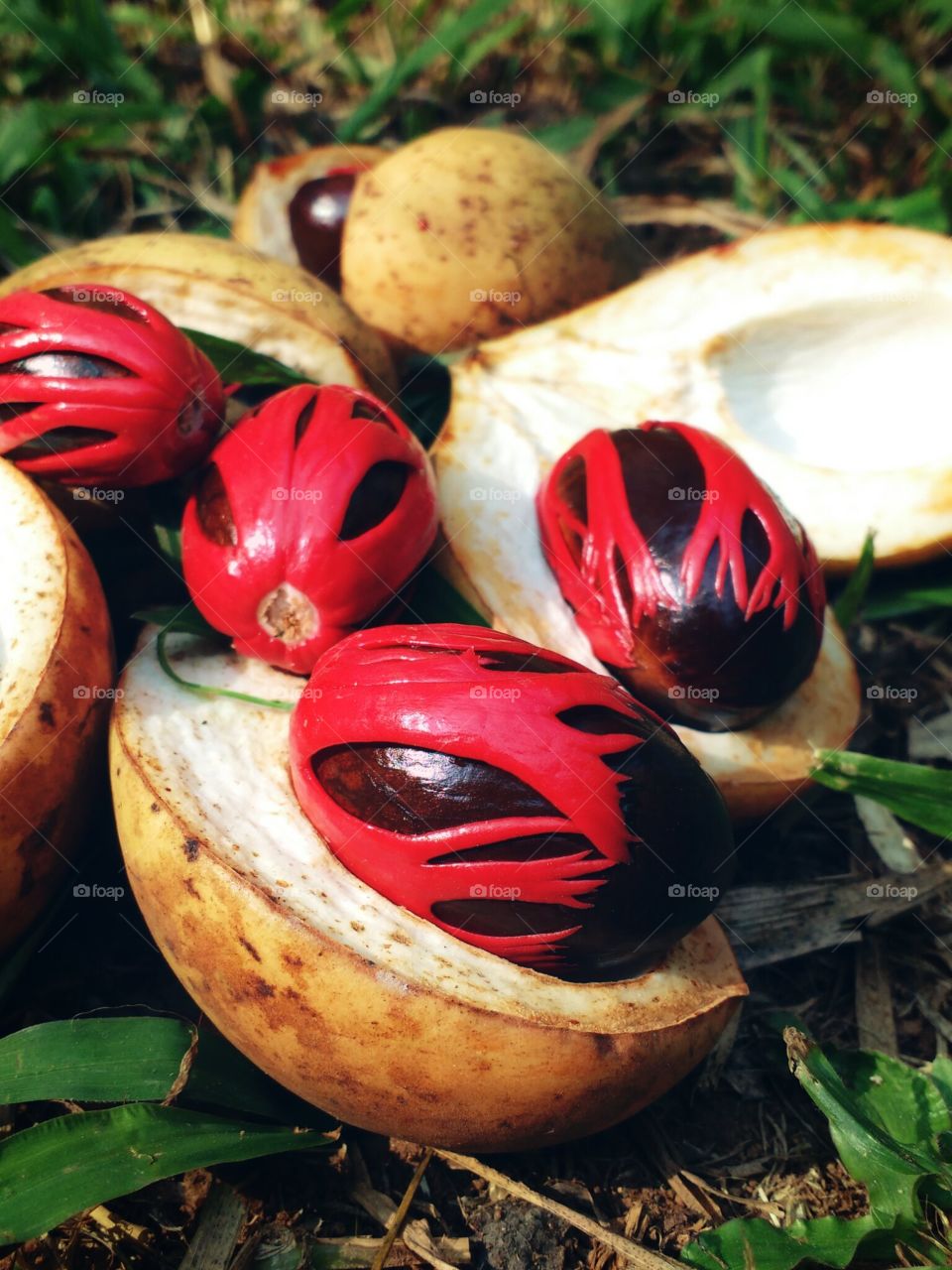 nutmeg seed
