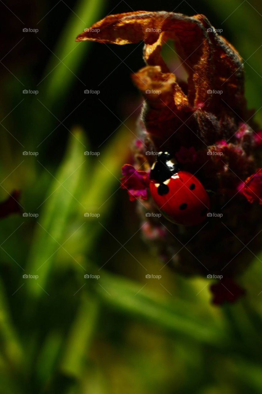 No Person, Insect, Nature, Leaf, Ladybug