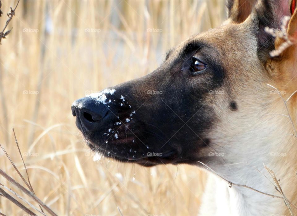 Belgian shepherd malinois