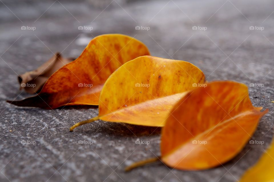 Colorful autumn leaves. The beauty of autumn.