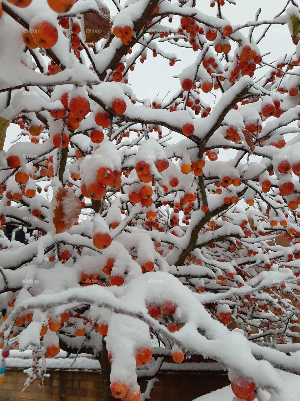 Berries in Snow