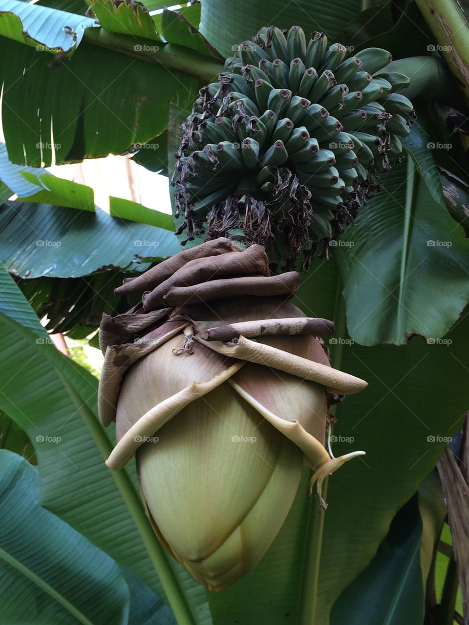Banana plant with fruits