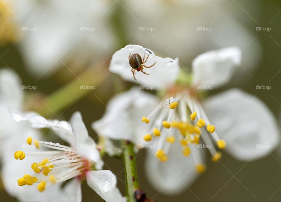 The little spider and the white flower