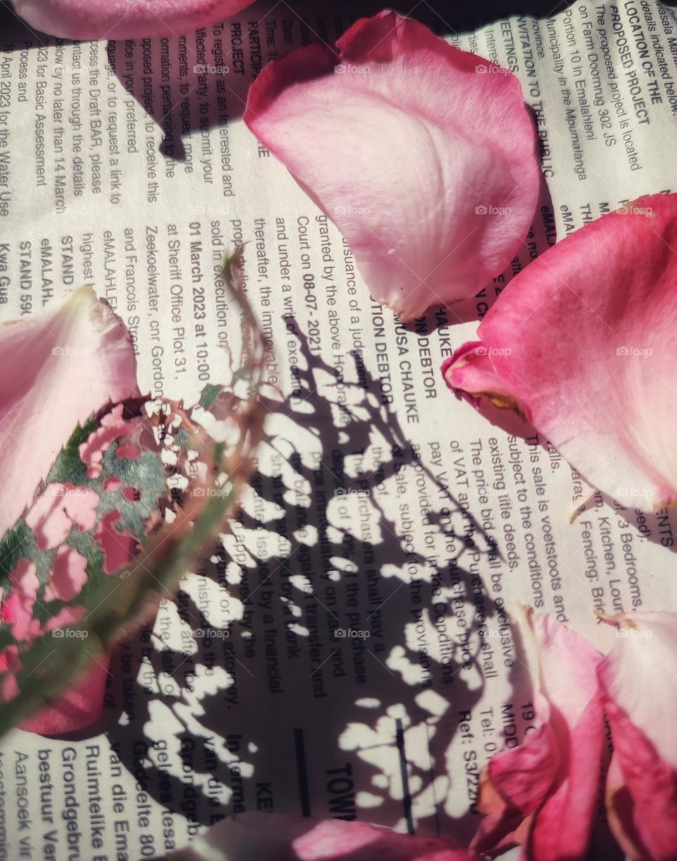 Rose petals on a newspaper with leaf shadow